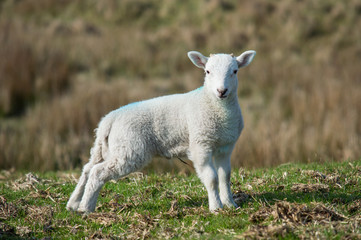 lamb with small horns