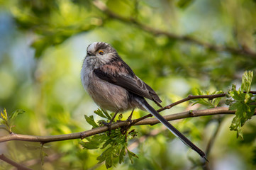 Long-tailed tit on branch