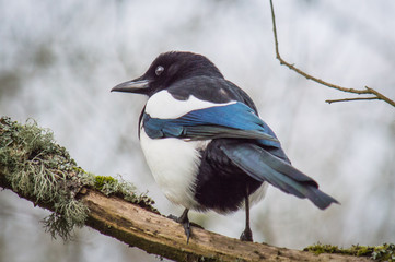 Magpie on the bare part of a mossy branch