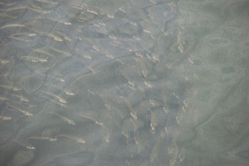 Mackerel in Belfast's Lagan River
