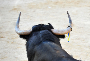 toro