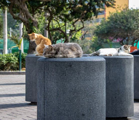 Cats at Kennedy Park (The Cat's Park) in Miraflores District - Lima, Peru