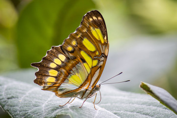 Malachite butterfly on leaf
