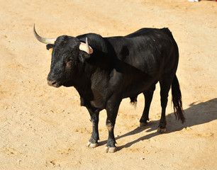 toro