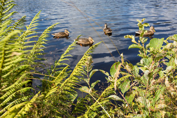 lake with ducks behind fern