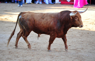 toro