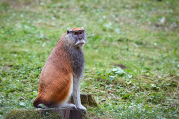 Patas monkey also known hussar monkey sitting on a tree trunk
