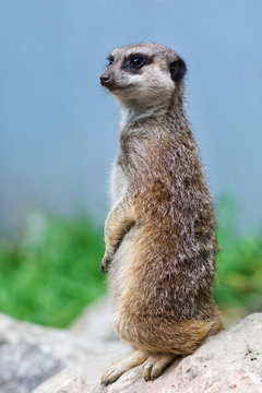 Meerkat also known as suricata