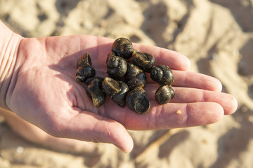 River snails in the palm of your hand