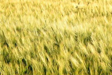 Getreidefeld als Hintergrund