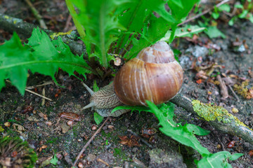 Grape snail for a walk in the forest.