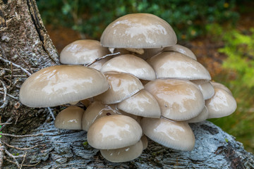Porcelain Caps © Colin