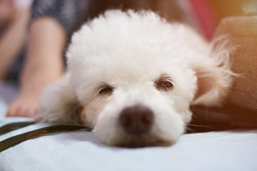Half sleeping white poodle dog