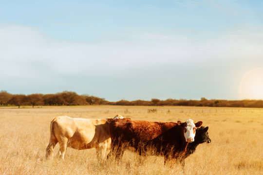 Three cows aberdeen angus standing in a pasture field