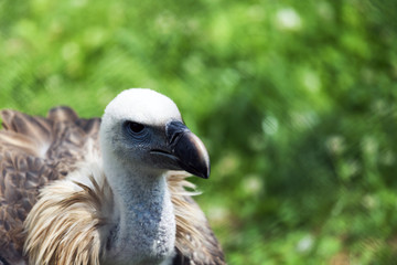 Fototapeta premium Griffon vulture (Gyps fulvus)carefully looks around and looks for food for himself