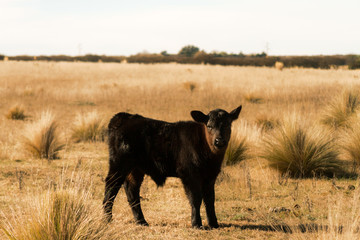 Black calf aberdeen angus standing in a field