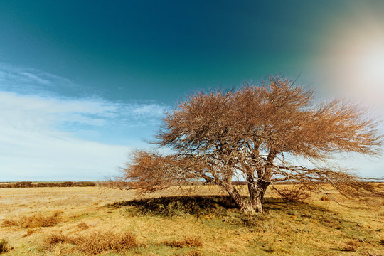Tree calden in a meadow with sunlight