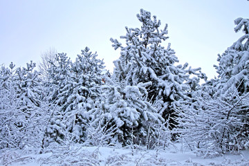 winter forest with trees covered snow