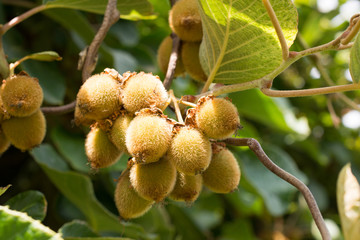 Kleine Kiwis