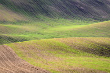 Fototapeta na wymiar Wavy hills during spring time in South Moravia
