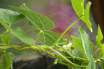 The Climbing plant, tender white flower and green leaf