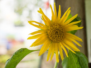 Kleine Sonnenblume