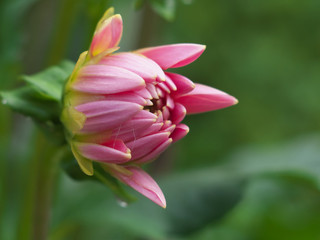 Obraz na płótnie Canvas Pink Dahlia flower bud macro photo in summer garden