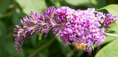 Biene im Schmetterlingsflieder