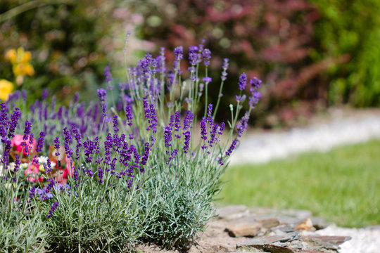 summer flowers in the garden  - lavender 