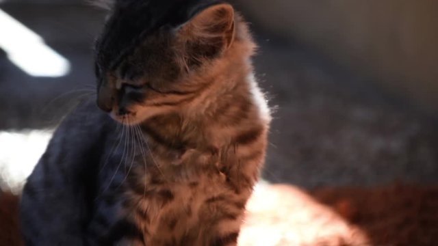 gattino che si lecca i baffi