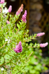  pink spirea flowers growing in the garden 
