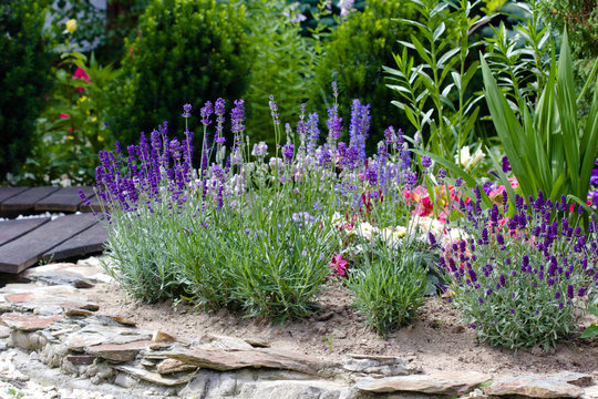 summer flowers in the garden  - lavender 