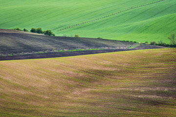 Wavy hills during spring time in South Moravia