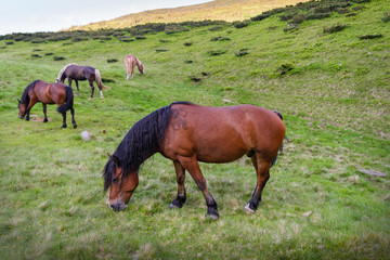 Horse herd on pasture