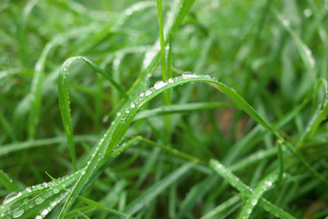 green grass with rain drops in summer day, closeup photo, motning dew