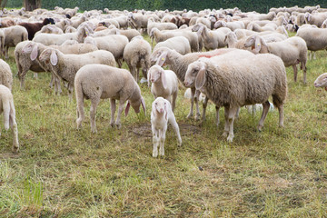 Obraz na płótnie Canvas Little lamb in the flock