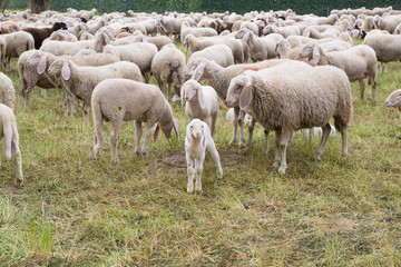 Obraz premium Little lamb in the flock