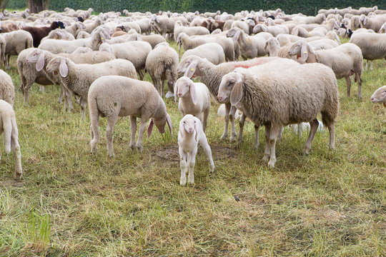 Little lamb in the flock