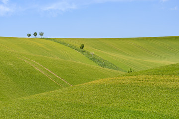 Field of green grain and cloudy blue sky