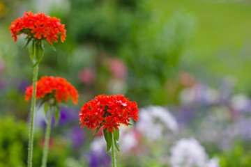 summer flowers in the garden  - lavender 