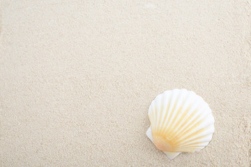 貝殻と砂　夏イメージ