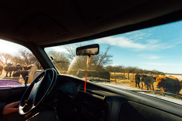 Several cows aberdeen angus seen through the windshield of a pickup truck