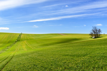 Field of green grain and cloudy blue sky