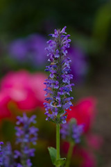 Obraz premium purple catmint growing in the garden, close up 