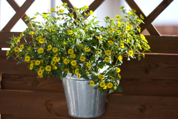 yellow sanvitalia in zink pot with wooden background