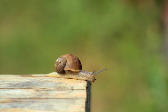 Weinbergschnecke auf Holz
