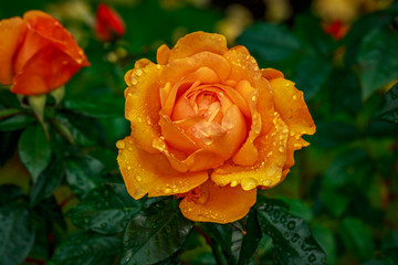 Beautiful Rose in Full Blossom