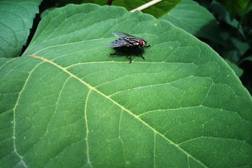 Fly on green leaf