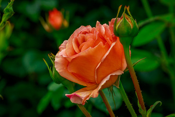 Beautiful Rose in Full Blossom