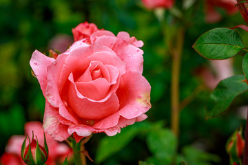 Beautiful Rose in Full Blossom
